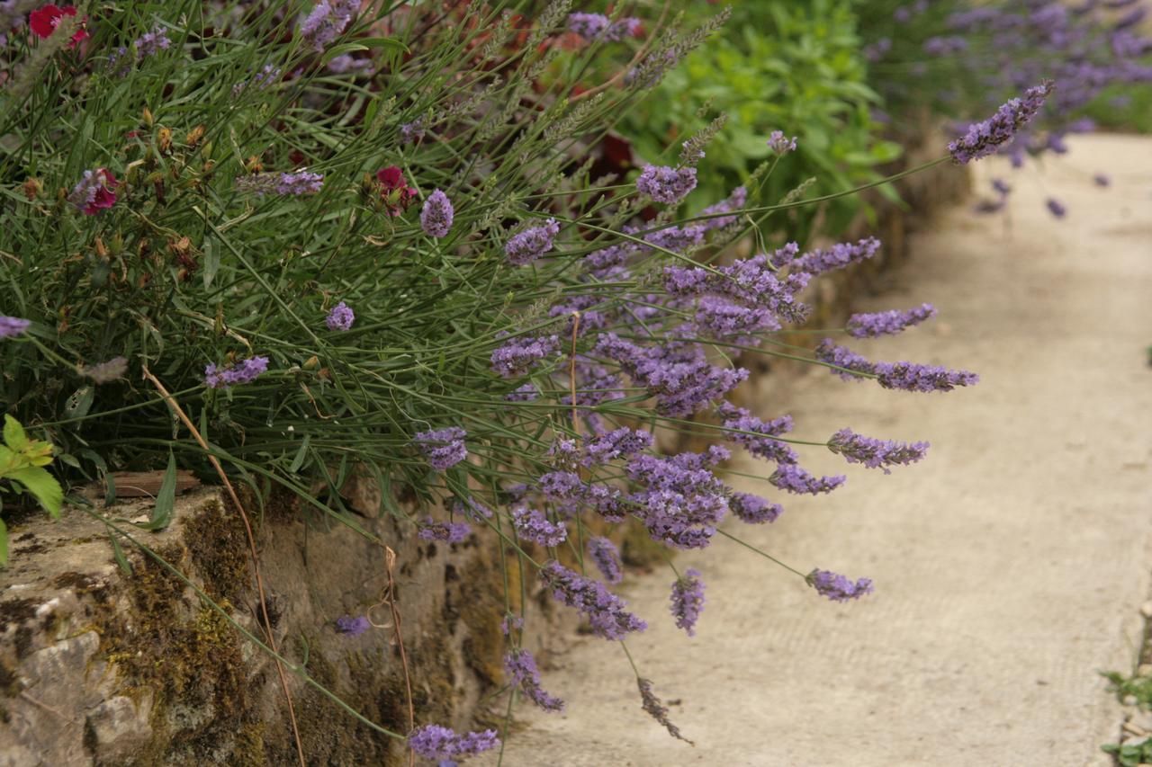 Domaine Des Douves Bed and Breakfast Ancy-le-Franc Eksteriør billede